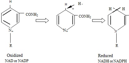 Oxidized NAD or NADP and Reduced NADH or NADPH